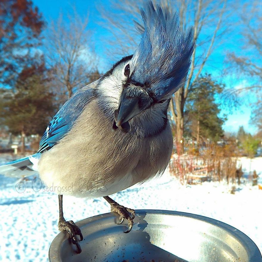 A woman set up a photo booth with a bird feeder to capture close-ups of birds feeding, and here are 25 of her best photos