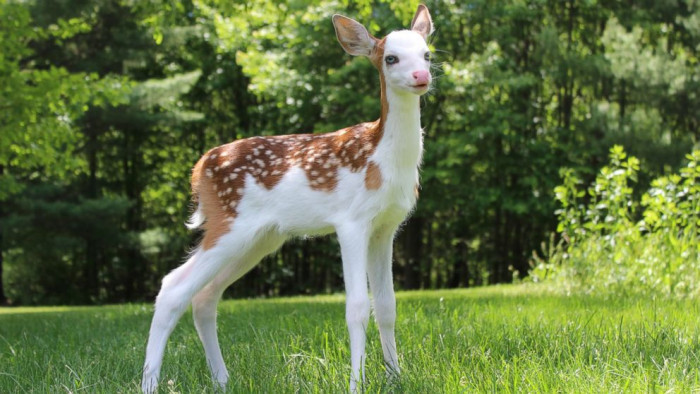 A unique baby deer with piebald offers a rare glimpse into the strange beauty of nature