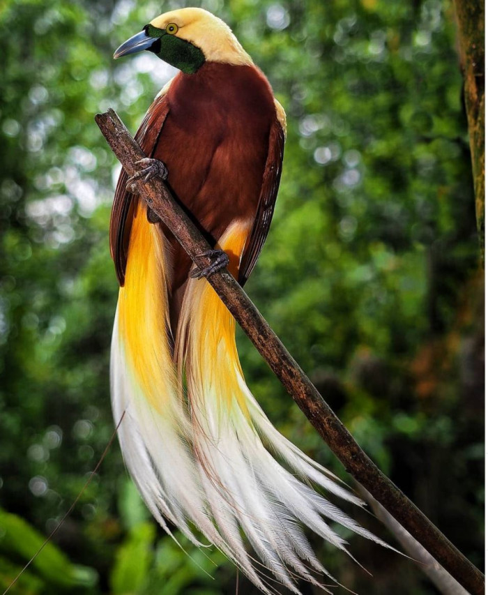 Meet the Lesser Bird of Paradise, a magnificent species covered in gold and emerald green