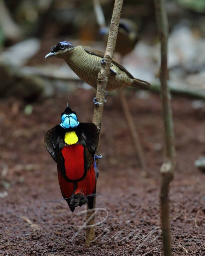 Wilson's bird of paradise is extremely exquisite
