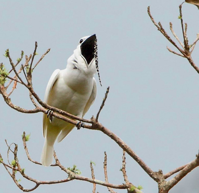 Hear the loudest bird call in the world, rivaling even a jet engine.