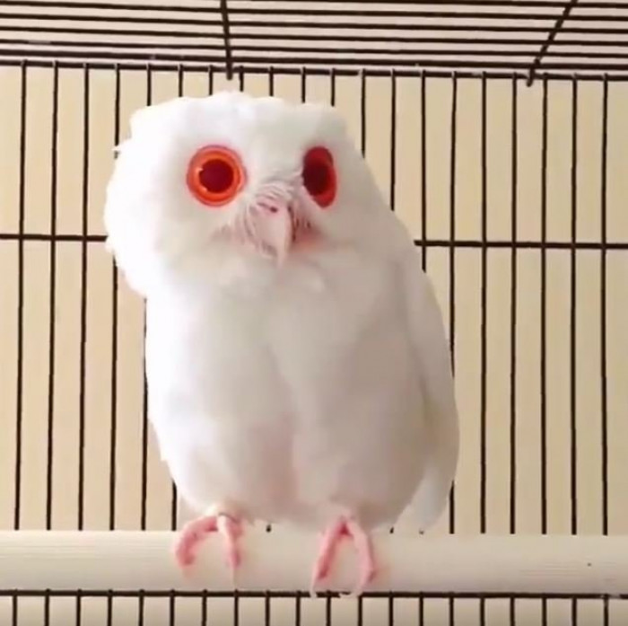 The red-eyed white owl is extremely rare and incredibly magical.