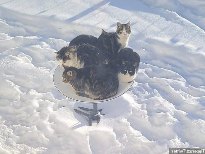 Elon Musk's Starlink satellite dishes attract cats