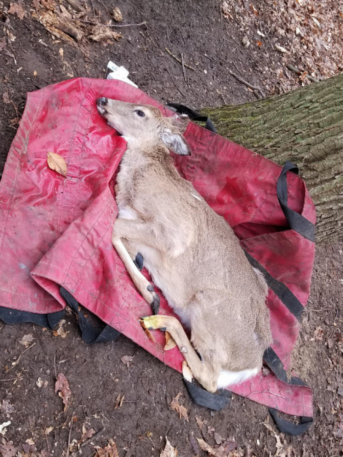 Strange-looking deer rescued after days without food or water