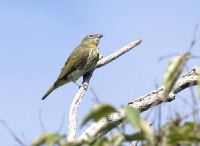 Hear the loudest bird call in the world, rivaling even a jet engine.