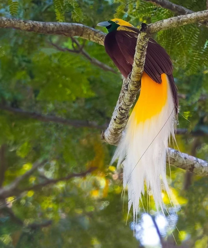 Meet the Lesser Bird of Paradise, a magnificent species covered in gold and emerald green