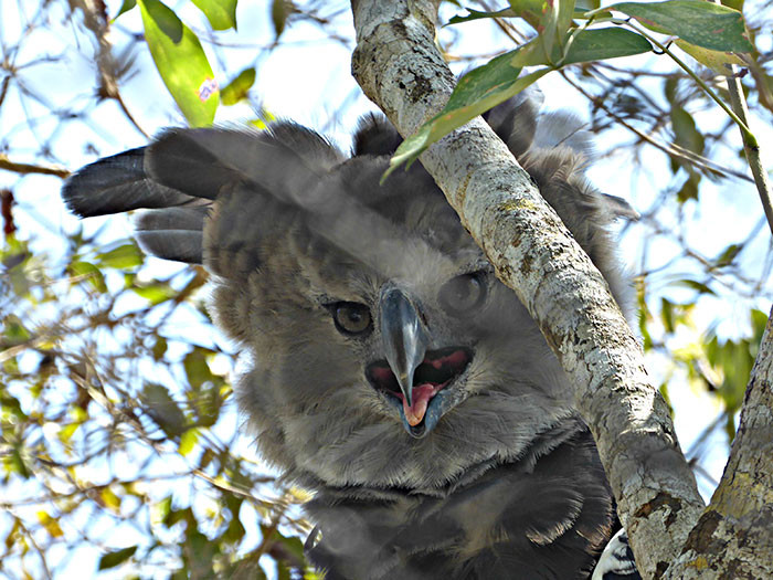 Harpy eagles are so large that they look like a tall human in bird clothing.