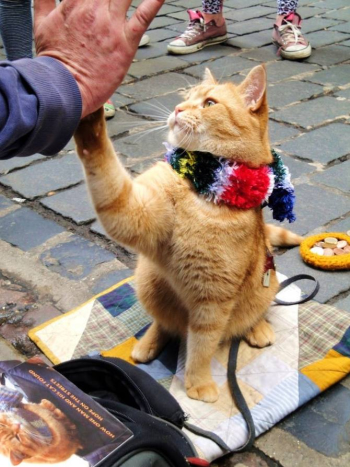 Street Cat Bob, who helped a heroin addict to overcome his addiction, has passed away