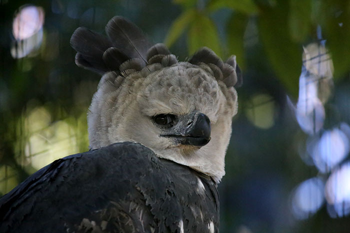 Harpy eagles are so large that they look like a tall human in bird clothing.