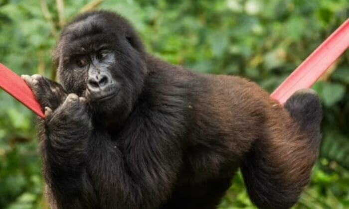 Heartbreaking! Gorilla Ndakasi, famous for his selfies, died in the arms of his longtime human friend