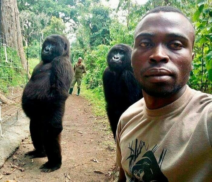 Heartbreaking! Gorilla Ndakasi, famous for his selfies, died in the arms of his longtime human friend