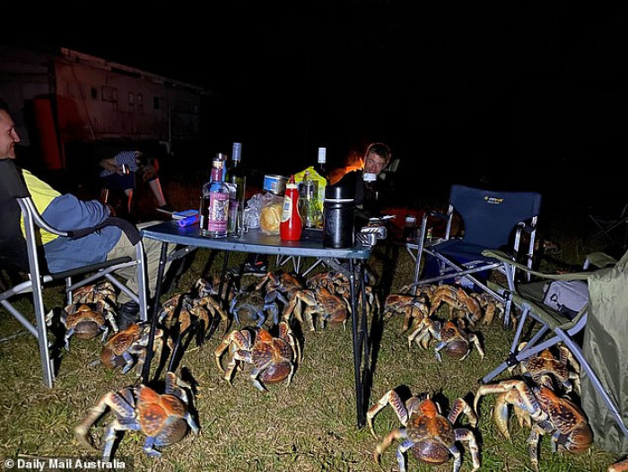 A family goes camping on a remote Australian island when they are suddenly surrounded by large, predatory crabs.