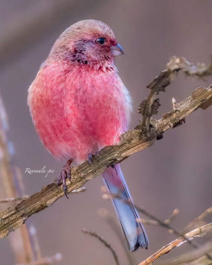 The pink-browed rosefinch is a bird that is almost too beautiful to be true.