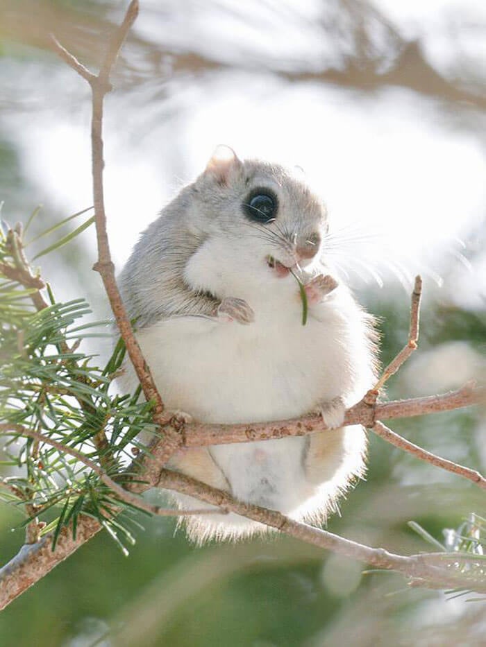 Japanese and Siberian flying squirrels may be the cutest animals in the world