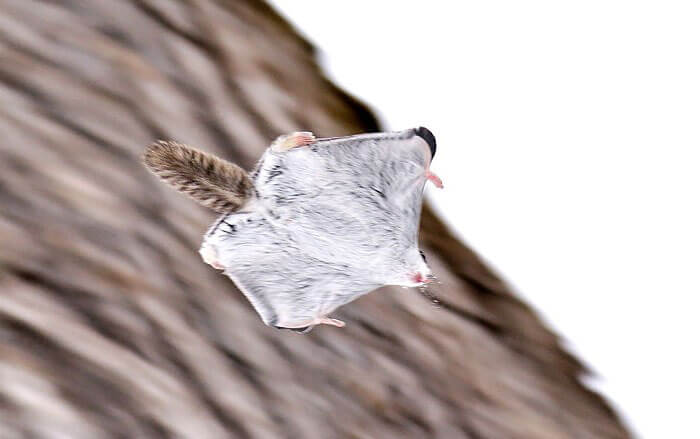 Japanese and Siberian flying squirrels may be the cutest animals in the world