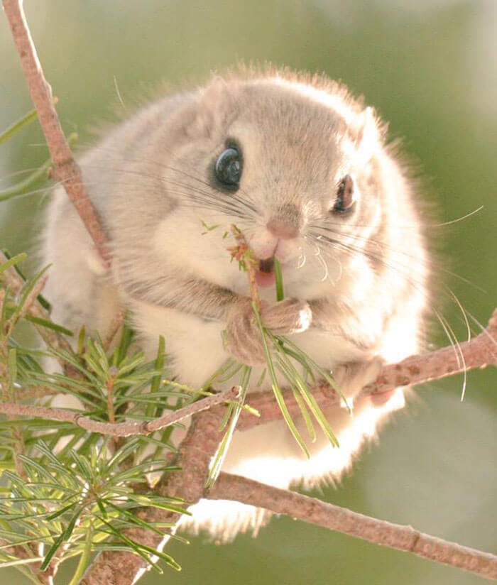 Japanese and Siberian flying squirrels may be the cutest animals in the world