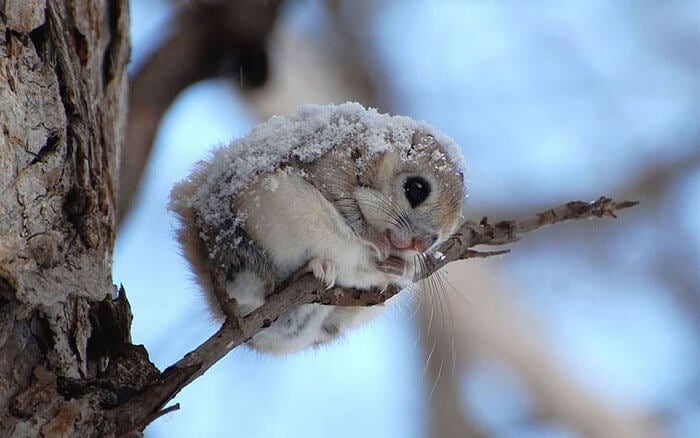 Japanese and Siberian flying squirrels may be the cutest animals in the world