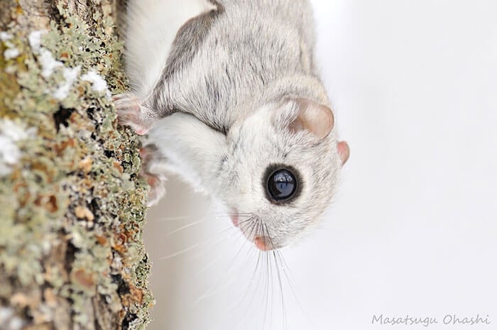 Japanese and Siberian flying squirrels may be the cutest animals in the world