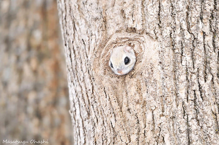 Japanese and Siberian flying squirrels may be the cutest animals in the world