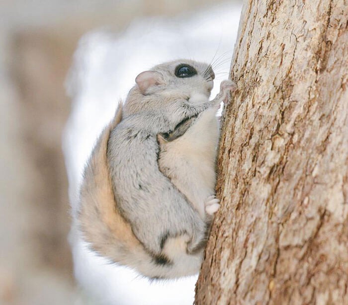 Japanese and Siberian flying squirrels may be the cutest animals in the world