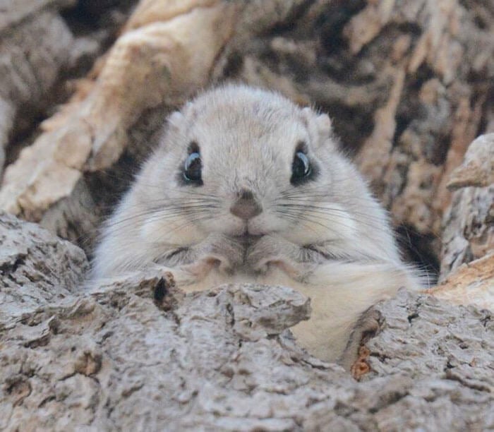 Japanese and Siberian flying squirrels may be the cutest animals in the world