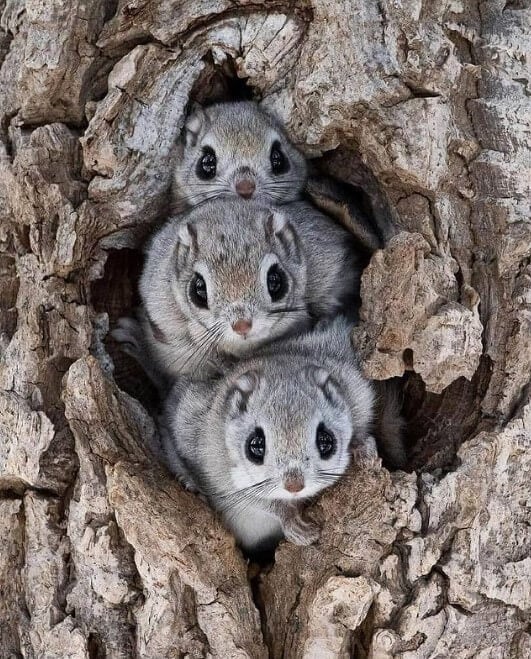 Japanese and Siberian flying squirrels may be the cutest animals in the world