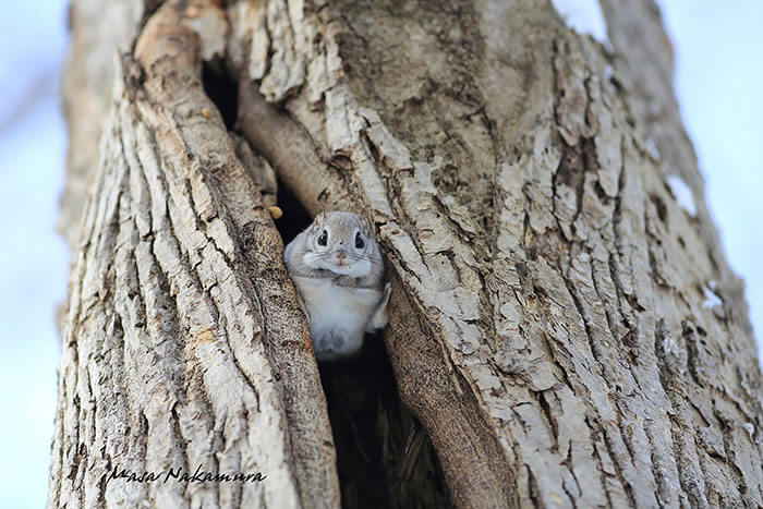 Japanese and Siberian flying squirrels may be the cutest animals in the world