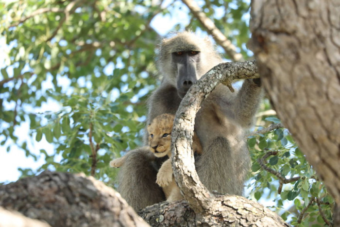 A baboon caring for and caring for an adorable tiger cub captured on film