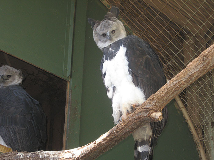 Harpy eagles are so large that they look like a tall human in bird clothing.