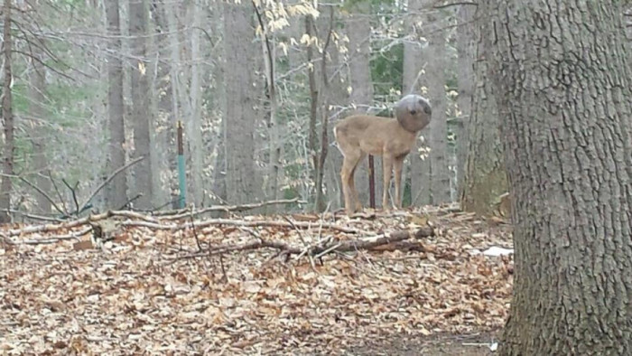 Strange-looking deer rescued after days without food or water