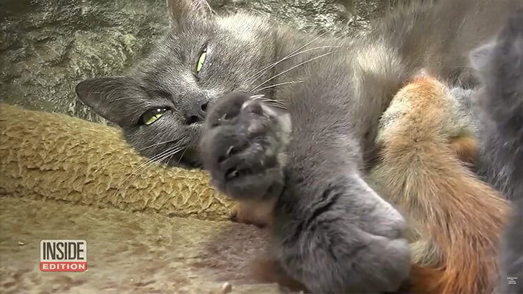 A loving mother cat adopted 4 orphaned squirrels and raised them with her kittens