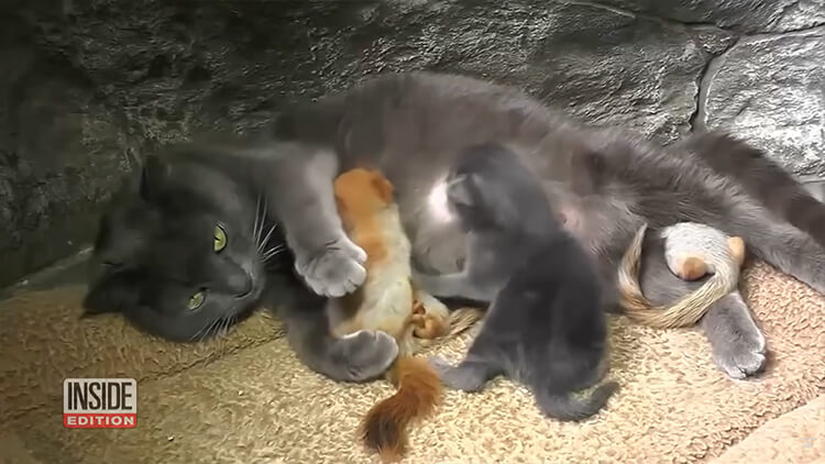 A loving mother cat adopted 4 orphaned squirrels and raised them with her kittens