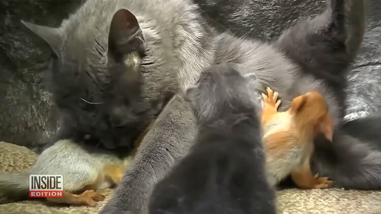A loving mother cat adopted 4 orphaned squirrels and raised them with her kittens