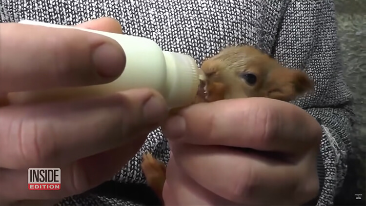 A loving mother cat adopted 4 orphaned squirrels and raised them with her kittens