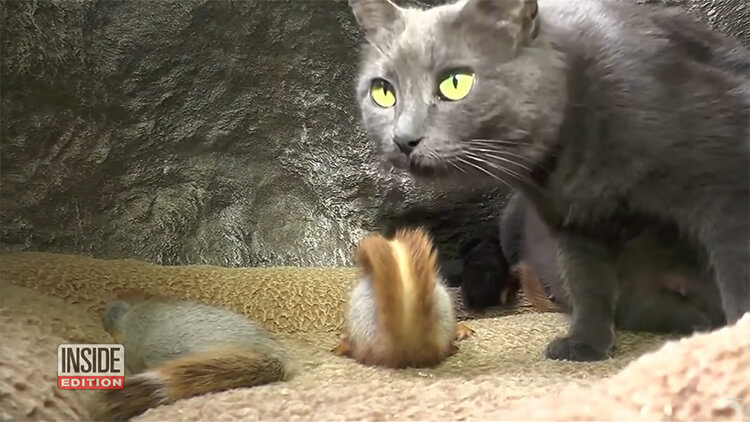 A loving mother cat adopted 4 orphaned squirrels and raised them with her kittens