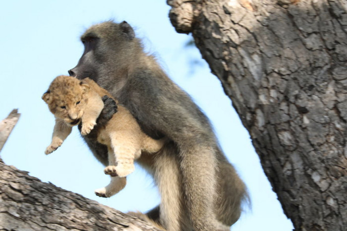 A baboon caring for and caring for an adorable tiger cub captured on film