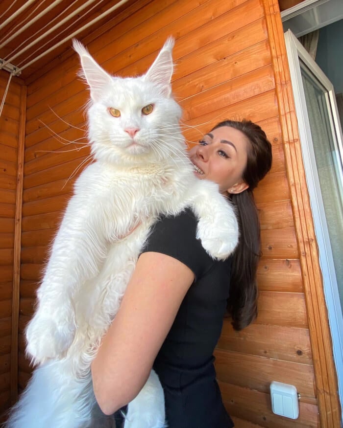 Less than 2 years old and weighing 28 pounds, this Maine Coon kitten is often confused with a dog.