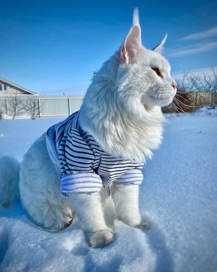 Less than 2 years old and weighing 28 pounds, this Maine Coon kitten is often confused with a dog.