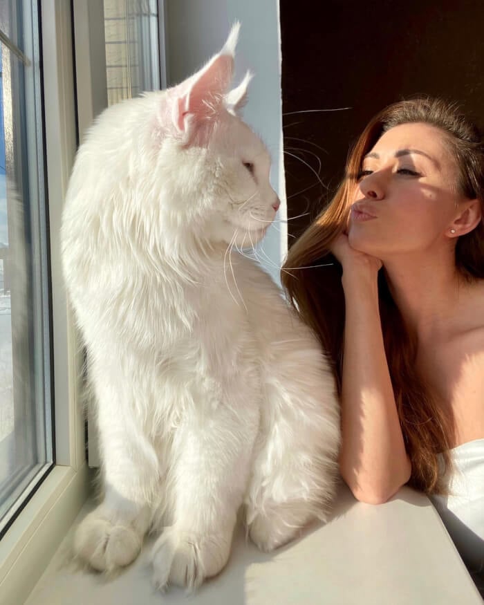 Less than 2 years old and weighing 28 pounds, this Maine Coon kitten is often confused with a dog.