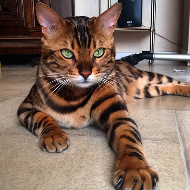 Meet Thor, the most beautiful Bengal cat who ever lived