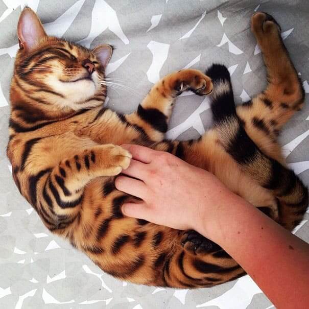 Meet Thor, the most beautiful Bengal cat who ever lived