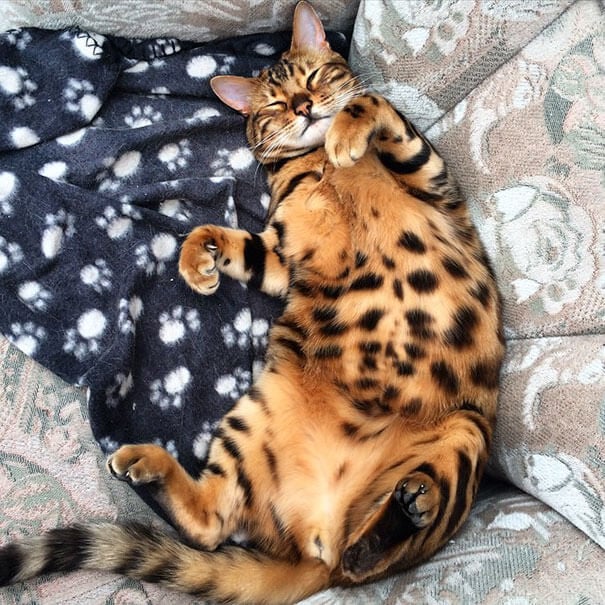 Meet Thor, the most beautiful Bengal cat who ever lived