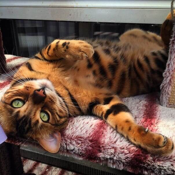 Meet Thor, the most beautiful Bengal cat who ever lived