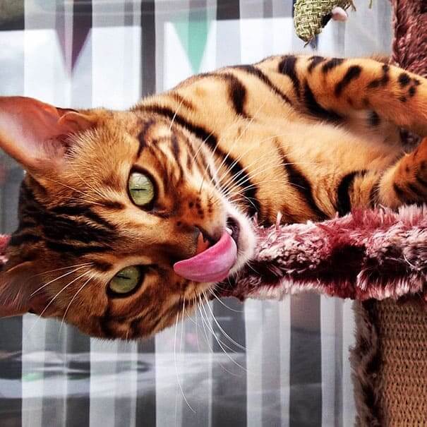 Meet Thor, the most beautiful Bengal cat who ever lived