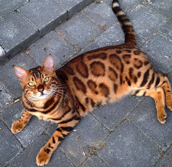 Meet Thor, the most beautiful Bengal cat who ever lived