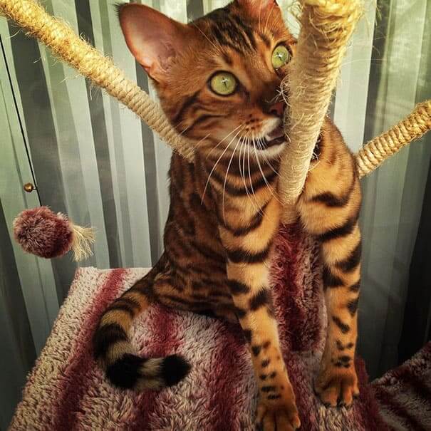 Meet Thor, the most beautiful Bengal cat who ever lived