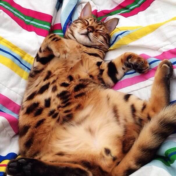 Meet Thor, the most beautiful Bengal cat who ever lived