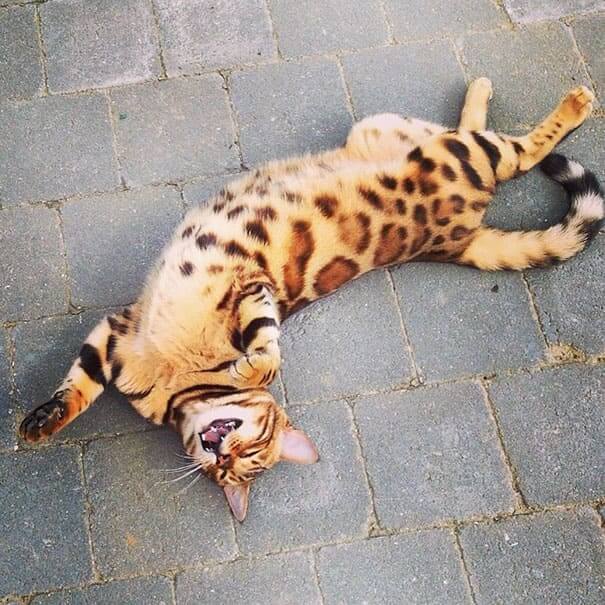 Meet Thor, the most beautiful Bengal cat who ever lived