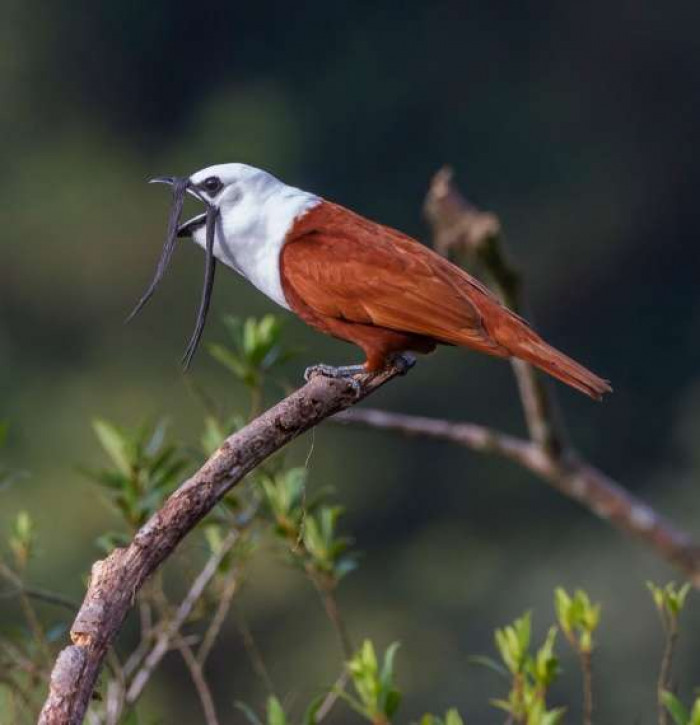 Meet the Three-wattled Bellbird, a unique bird with a mustache