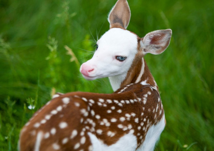 A unique baby deer with piebald offers a rare glimpse into the strange beauty of nature